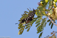 Pharmacophagus antenor