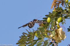 Pharmacophagus antenor