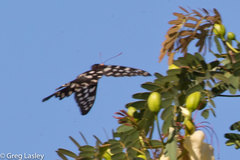 Pharmacophagus antenor