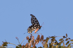 Pharmacophagus antenor