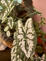 Caladium humboldtii