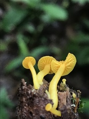 Marasmius rhyssophyllus