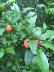 Crataegus aestivalis