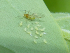 Illinoia liriodendri