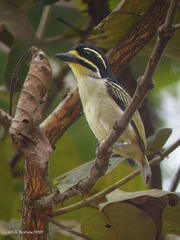 Pogoniulus subsulphureus flavimentum