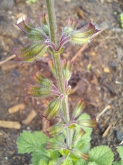 Salvia scabra
