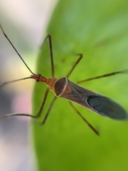Zelus grassans