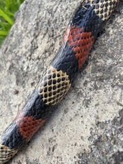 Lampropeltis micropholis