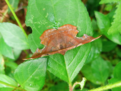 Fascellina