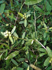 Crotalaria nana