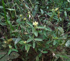 Crotalaria nana