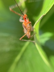 Zelus grassans