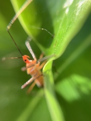 Zelus grassans