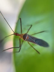 Zelus grassans