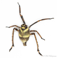 Parorgerius platypus