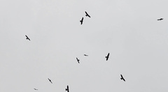 Ictinia mississippiensis