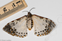 Caloschemia pulchra