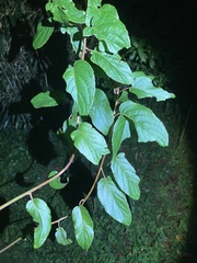 Actinidia rufa