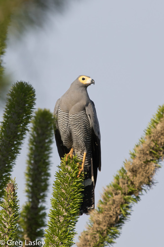 Madagascar Harrier-Hawk