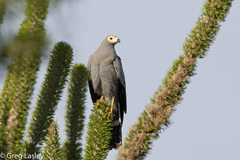 Polyboroides radiatus