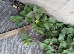 Calyptocarpus vialis