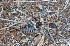 Colossopus grandidieri
