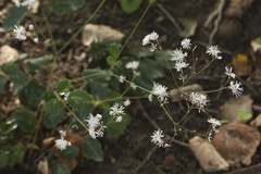 Thalictrum ichangense
