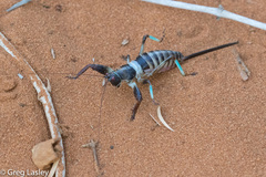 Colossopus grandidieri