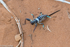 Colossopus grandidieri