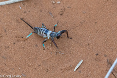 Colossopus grandidieri