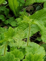 Tellima grandiflora