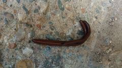 Orthoporus texicolens