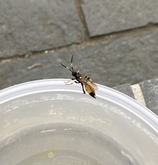 Ichneumon extensorius