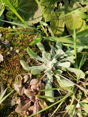 Pseudognaphalium affine