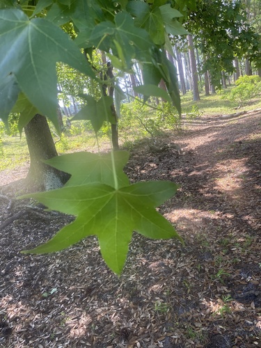 Liquidambar styraciflua image