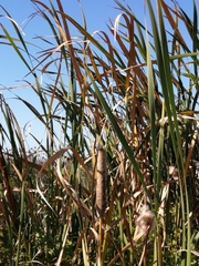 Typha capensis