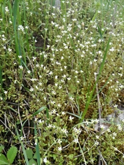 Holosteum umbellatum
