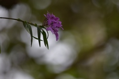 Epidendrum centropetalum