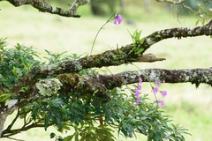 Epidendrum centropetalum