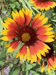 Gaillardia pulchella image
