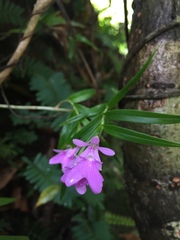 Epidendrum centropetalum