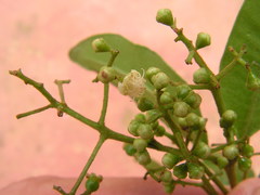 Myrcia guianensis