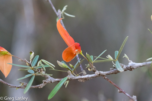 Chadsia grevei