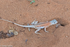 Chalarodon madagascariensis