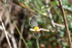 Hemiargus hanno hanno
