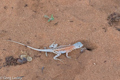 Chalarodon madagascariensis