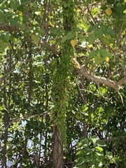 Parthenocissus quinquefolia image