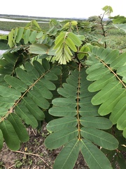 Senna didymobotrya