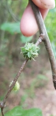 Dryocosmus floridensis
