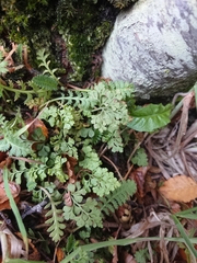 Asplenium dareoides